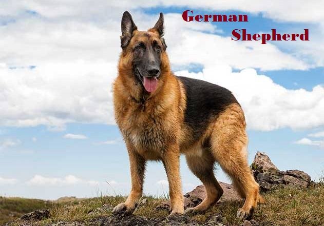 German Shepherd