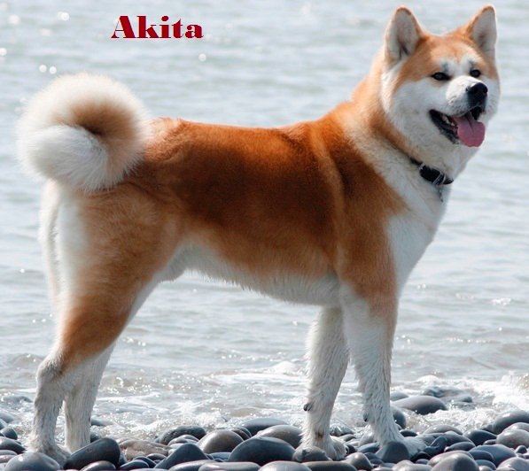 Japanese akita