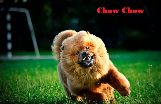 chow chow