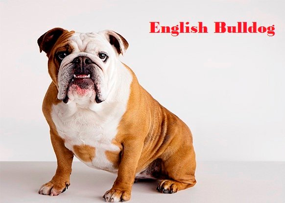 english bulldog