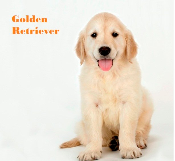 golden-retriever