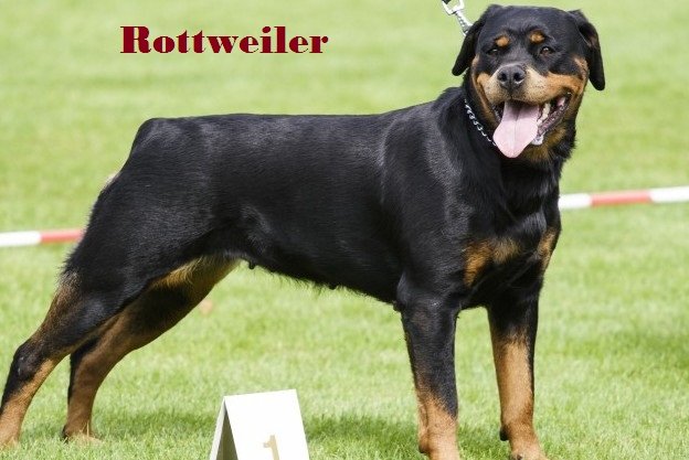 rotweiler