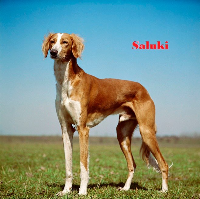 saluki