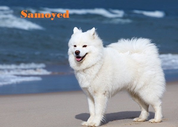 samoyed