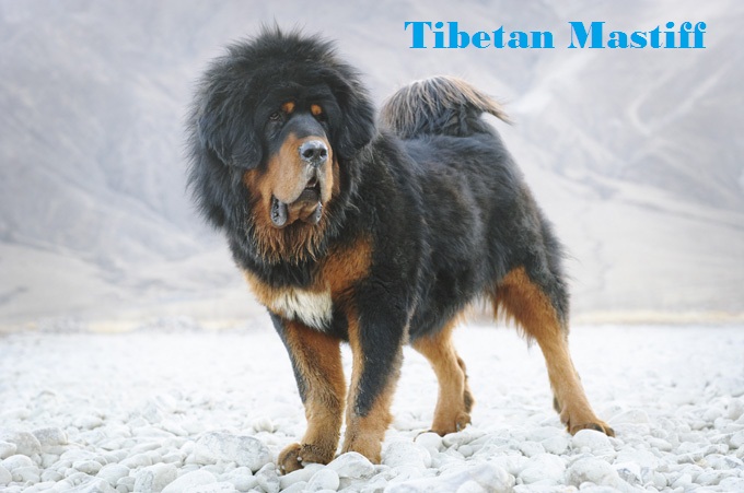 tibetan-mastiff-1