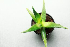 Aloe vera for glowing and healthy skin