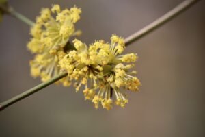 Witch Hazel found in North America