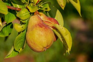 Rainy Season Fruits-Plum